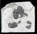 Nice Eldredgeops (Phacops) Trilobites Multiple - New York #32448-1